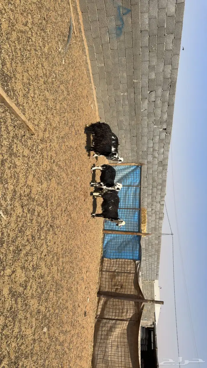 غنم دفيع فحص سونار 0