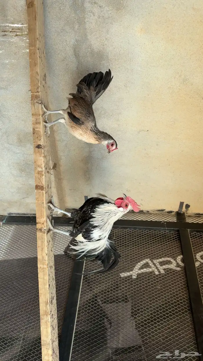 دجاج فينكس 3