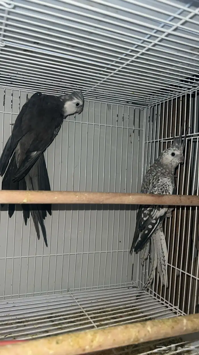 ازواج كروان 0