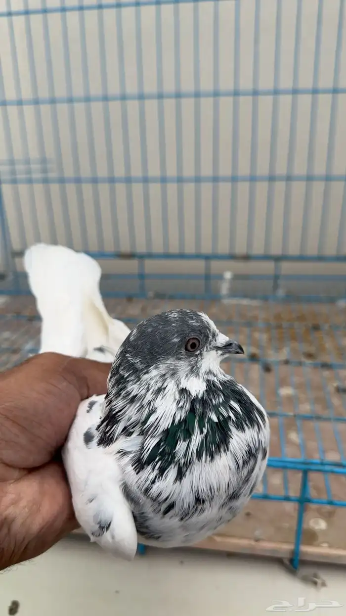 بكستاني طيار 9