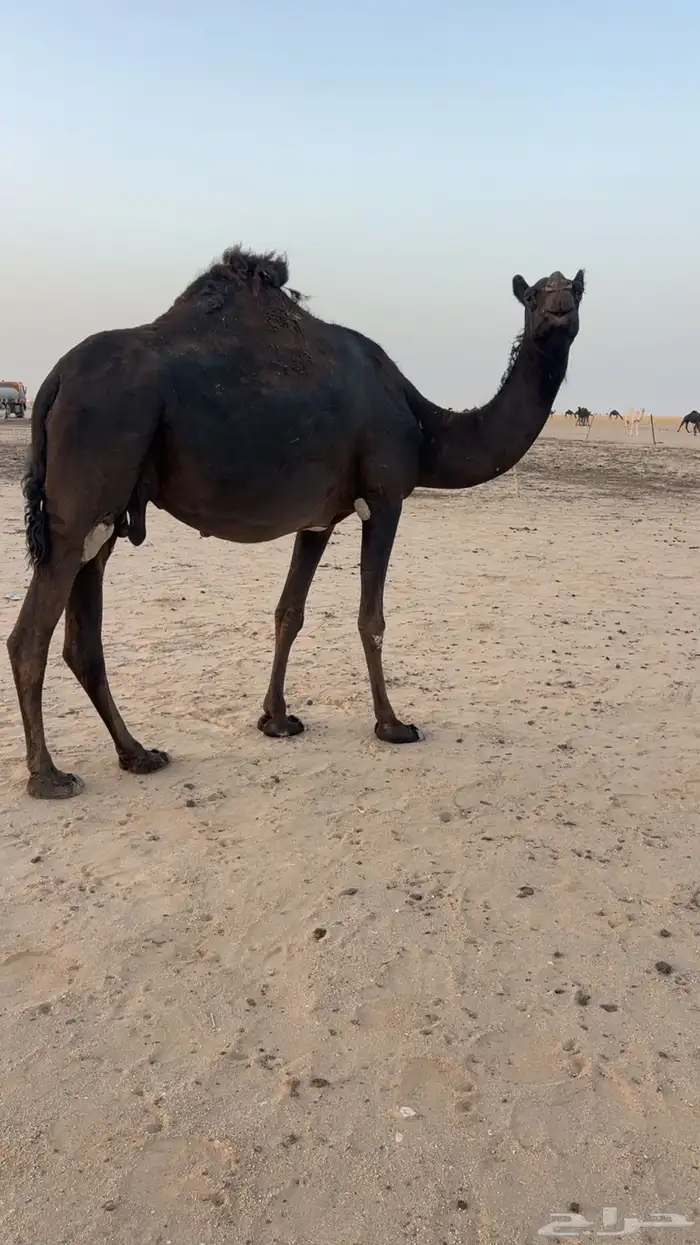 للبيع لقحه متلي بثنوها 0