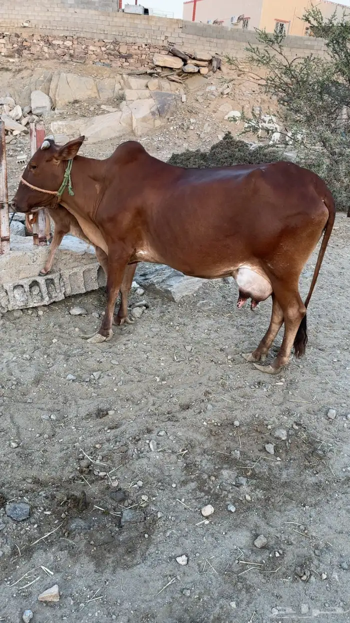 بقره بلدي كفو 1