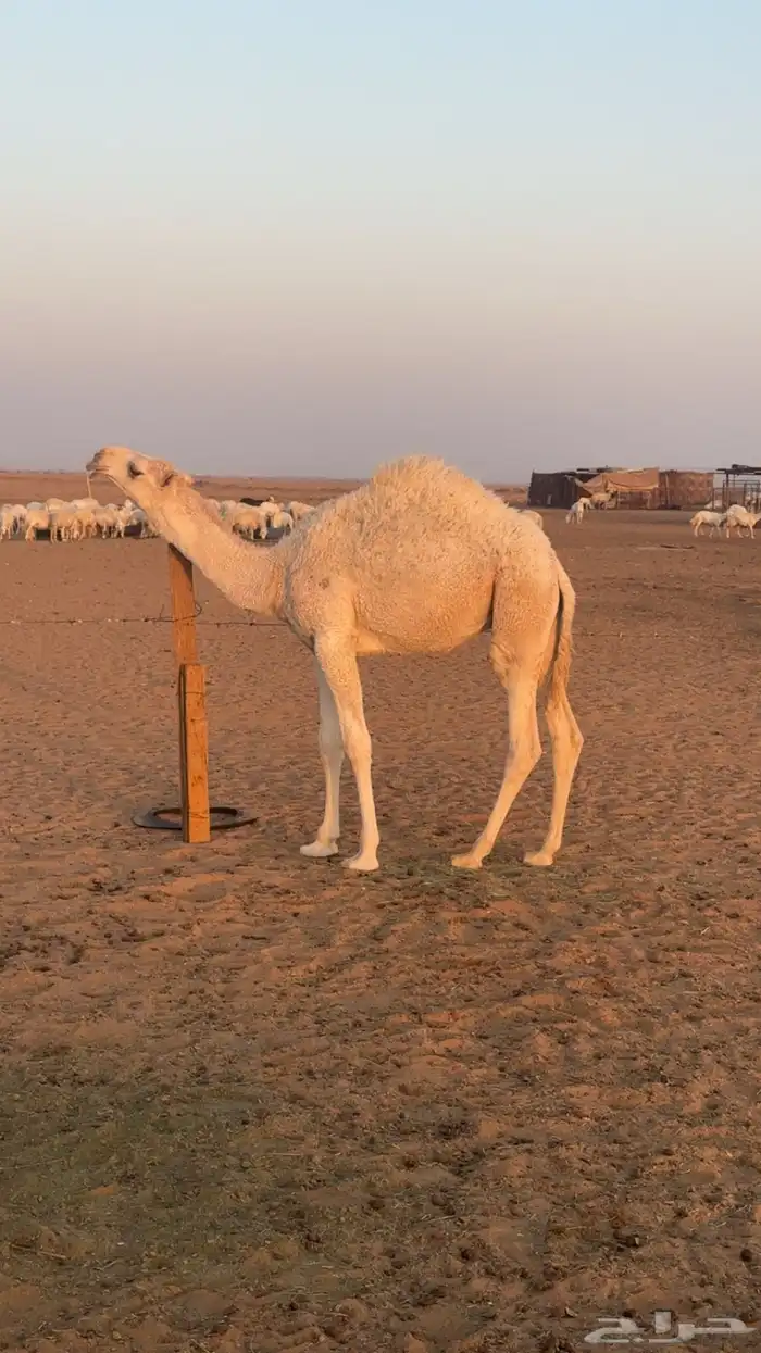 للبيع خلفه طيبه 1