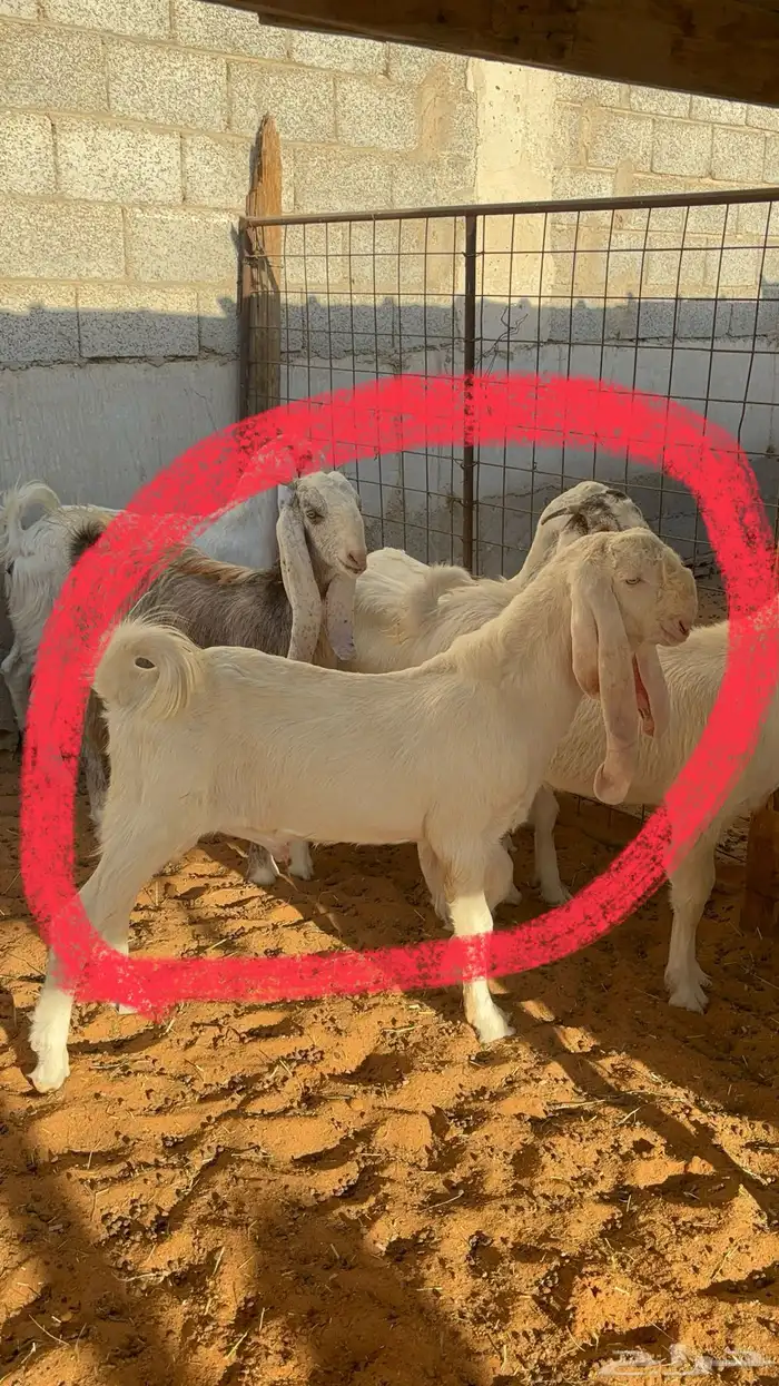 جفرات بيض مشاريك مقاني 1250 9