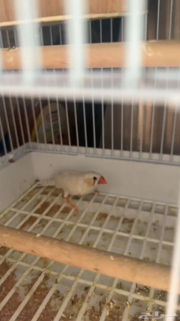 السلام عليكم طير زبرة مع القفص صحه متتازه 0