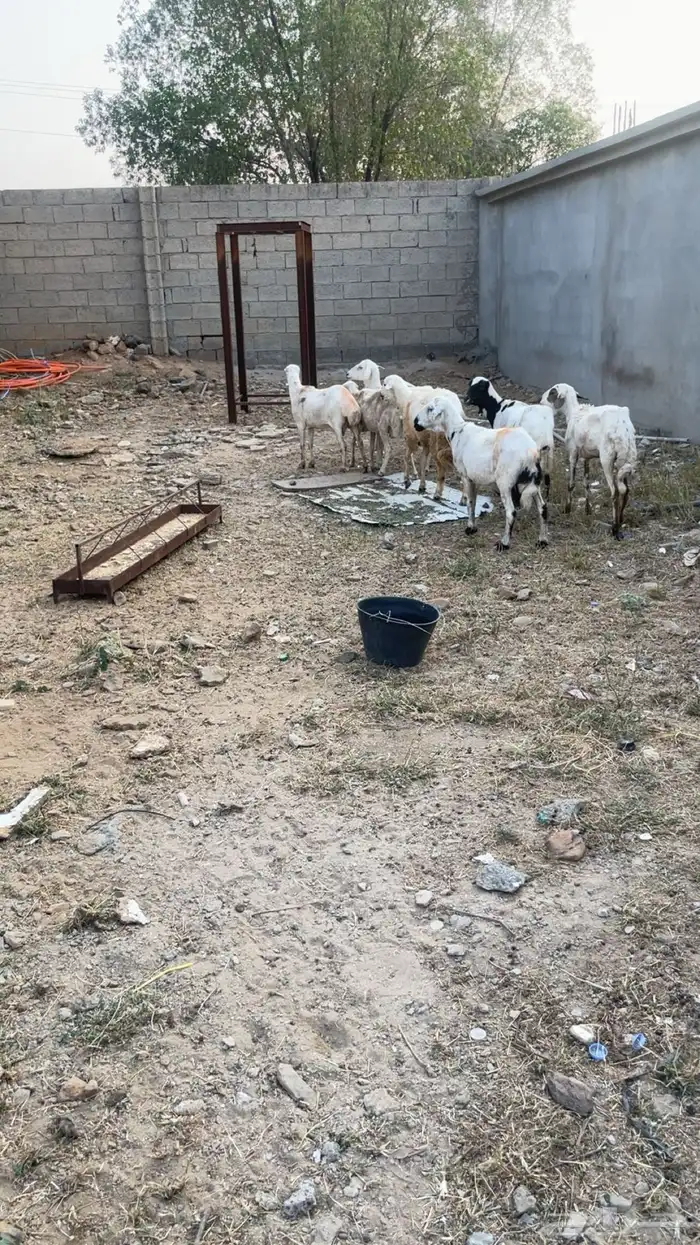 ضان محايلي مراح واحد 1