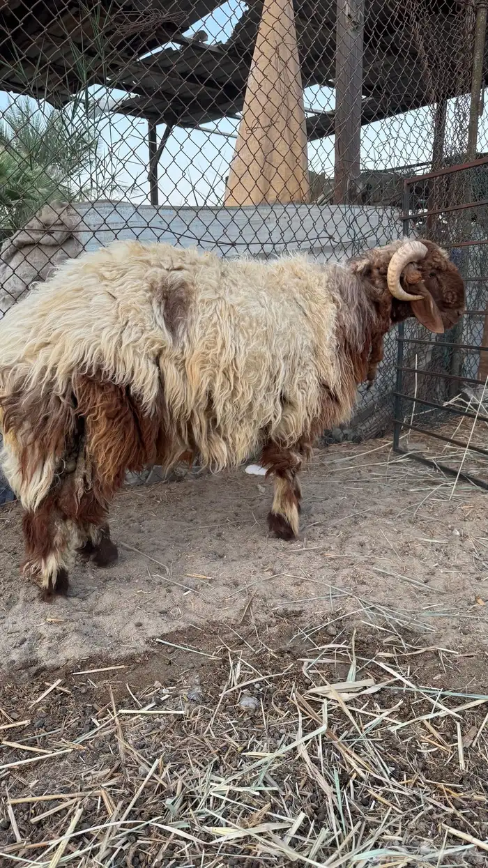 خروف نعيمي 5