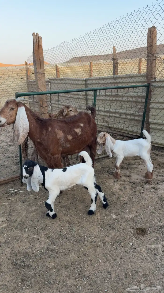 عنز مشروكه متبع 4