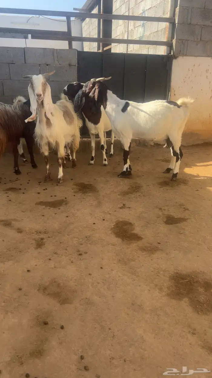 معزا فواخر جروم ودفيع 1