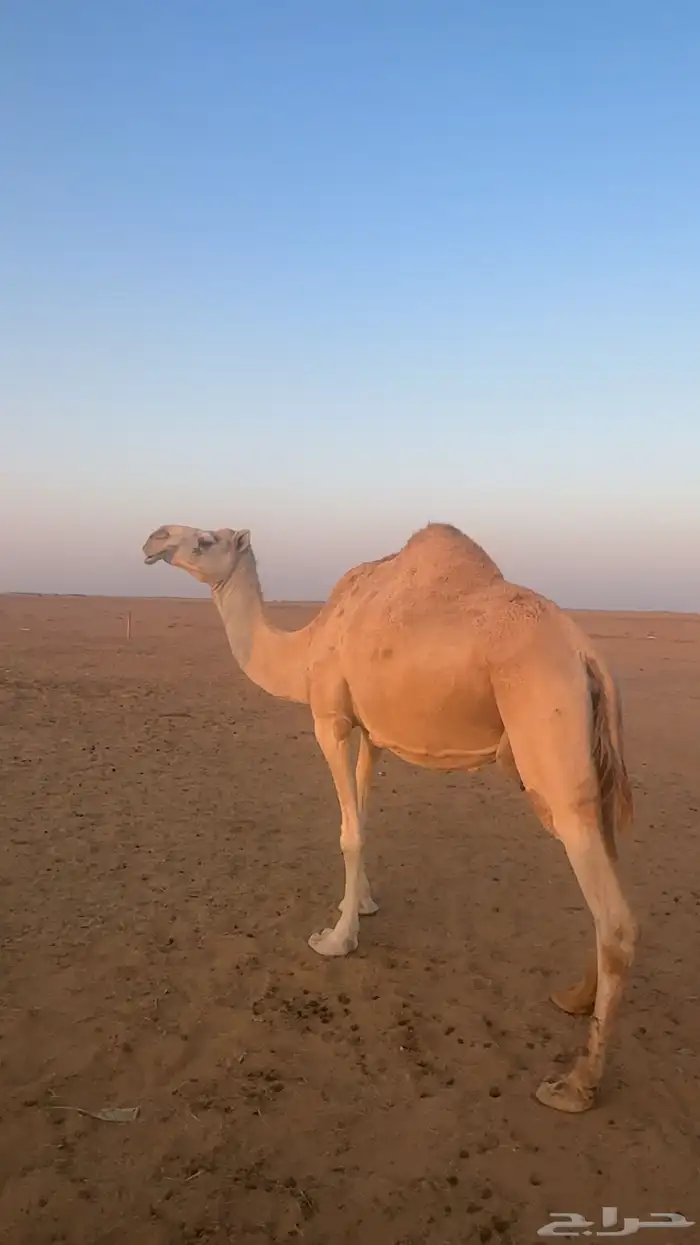 للبيع خلفه طيبه 0