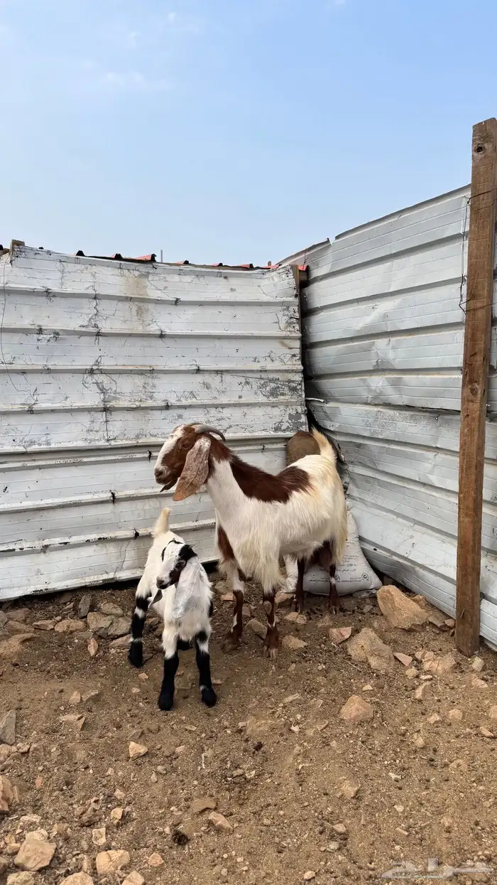 عنز مصريه صنف 2