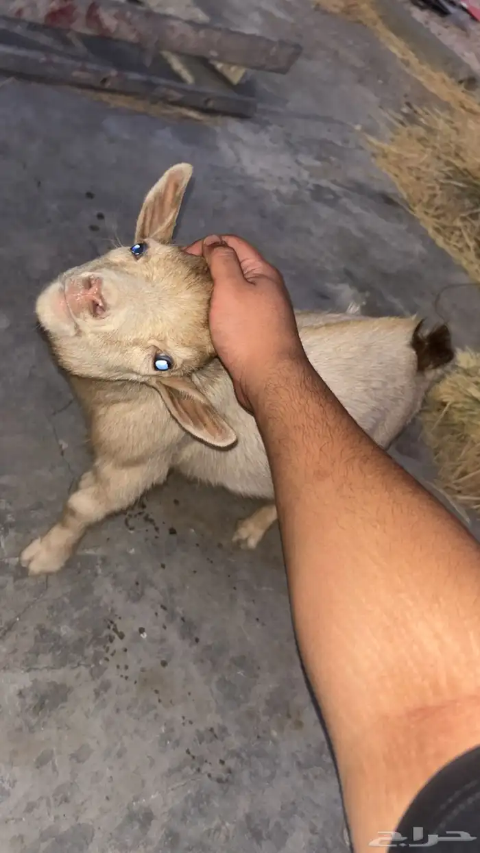 ماعز قزم 0
