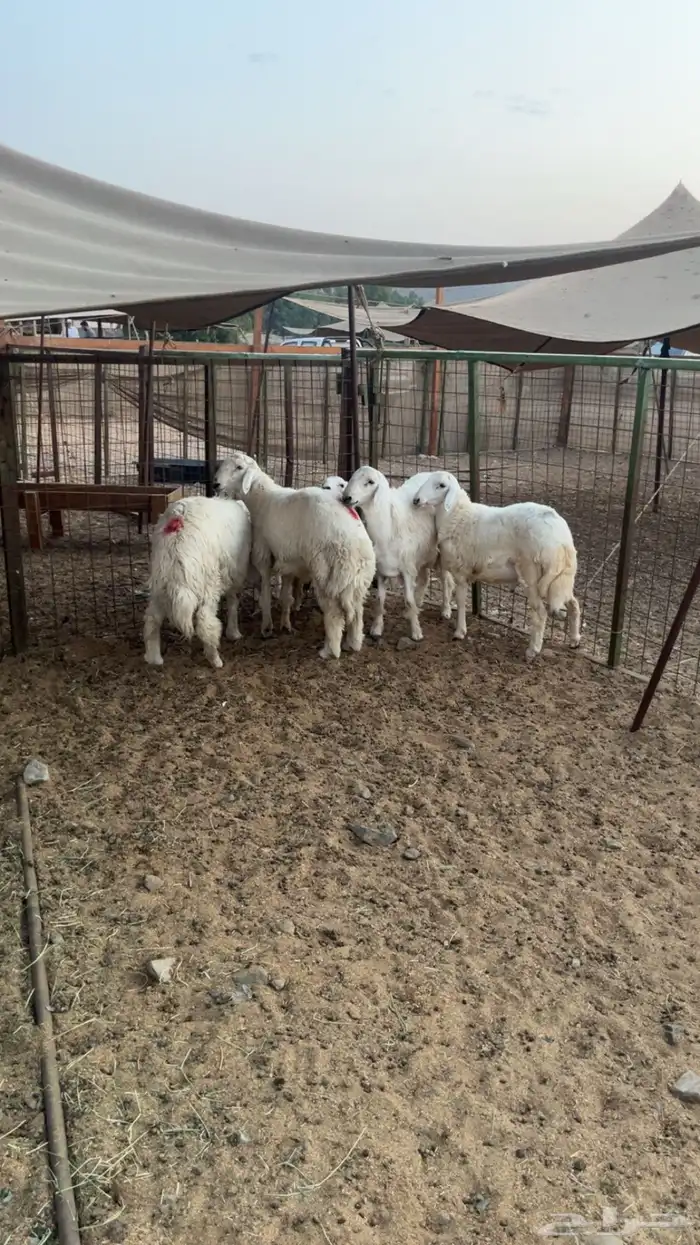 طليان حريه مناسبات جبره ( تم البيع ) 0