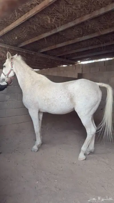 حصان وفرس انجليزي index