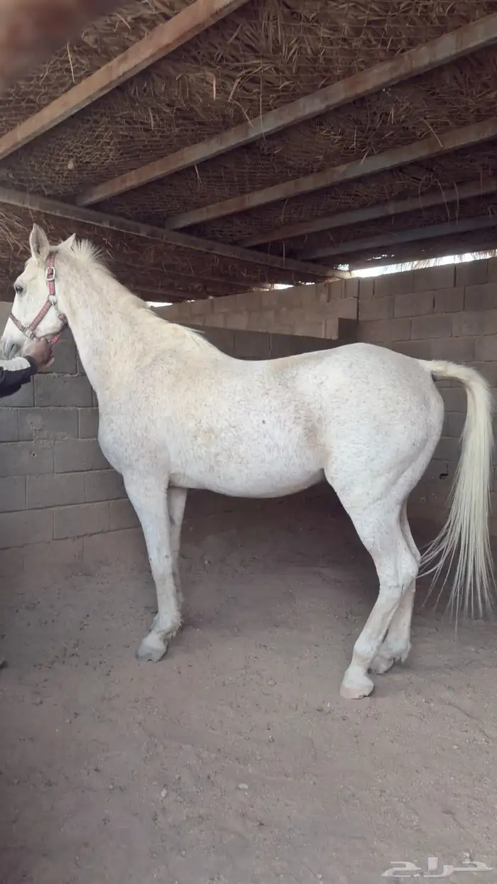 حصان وفرس انجليزي 0