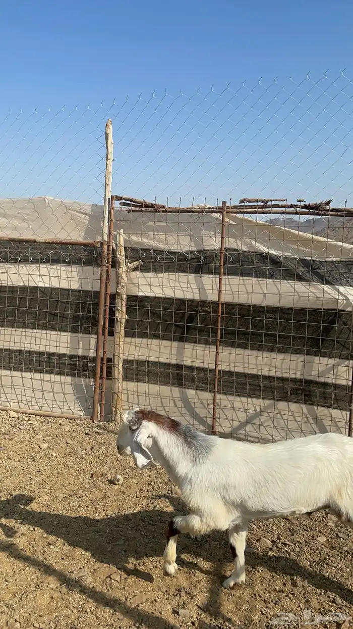 تيس ذبيحه طيب بالحيل( تم البيع ) 4