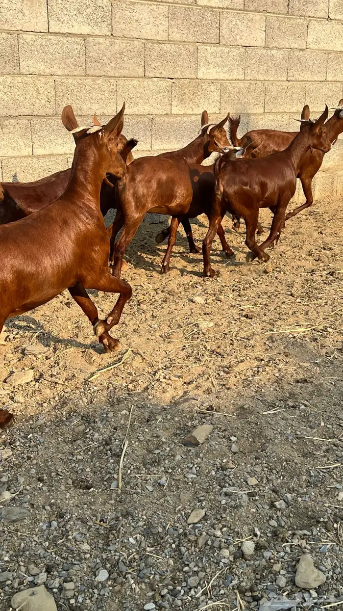 جفار دهم عدد 7 ( تم البيع ) 6