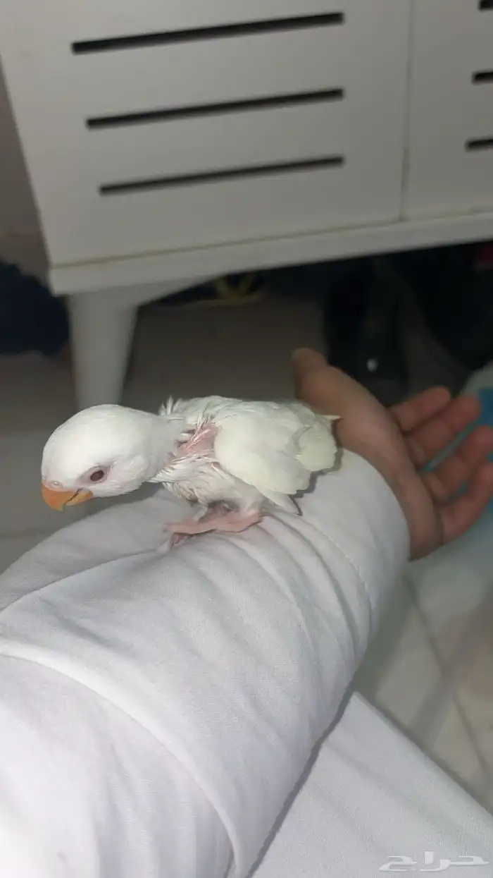 طير روز فرخ 0