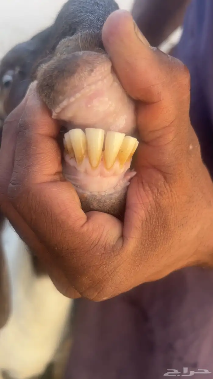 معزا فواخر جروم ودفيع 11