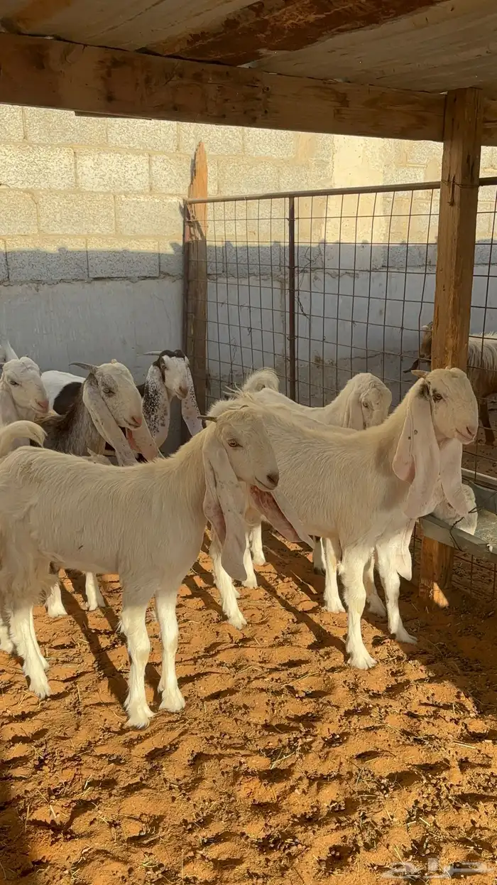 جفرات بيض مشاريك مقاني 1250 23