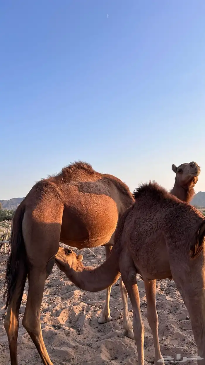 ناقه للبيع 0