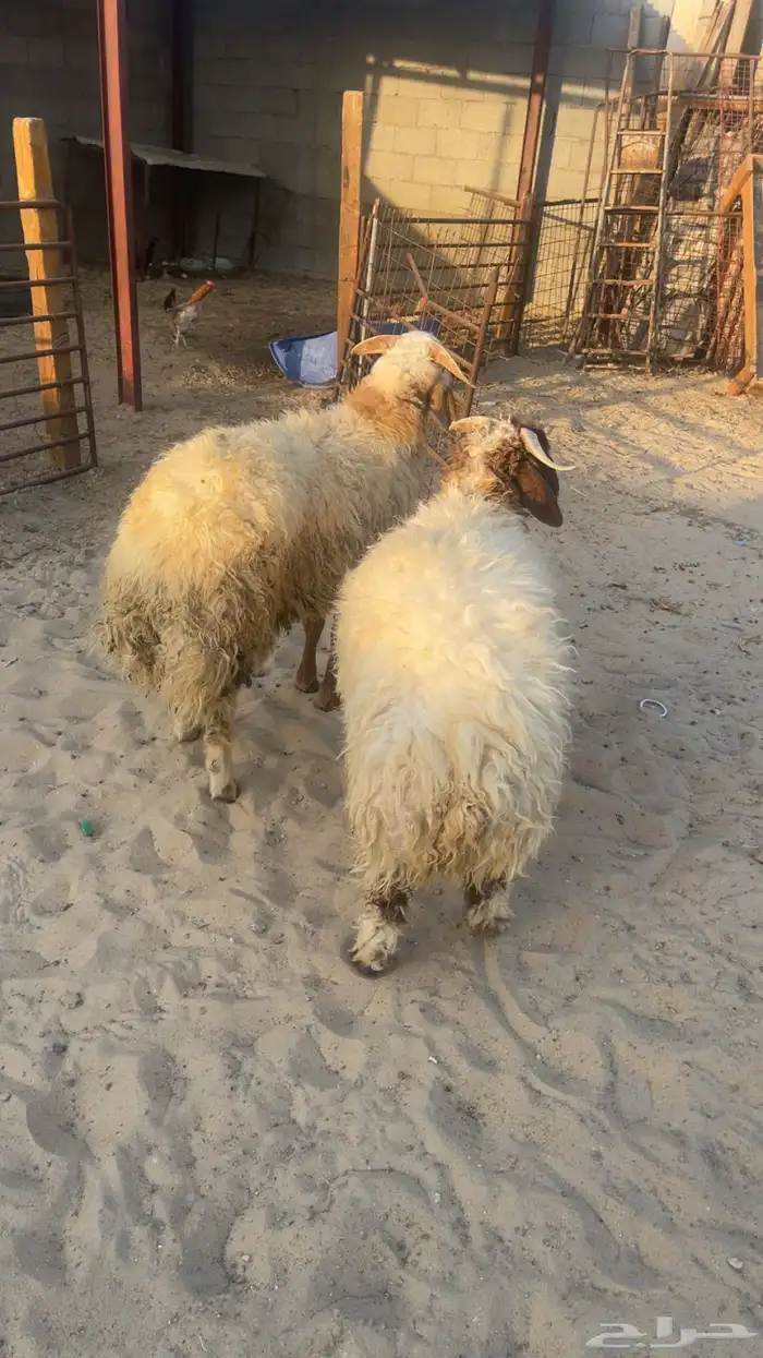 خرفان نعيم 0