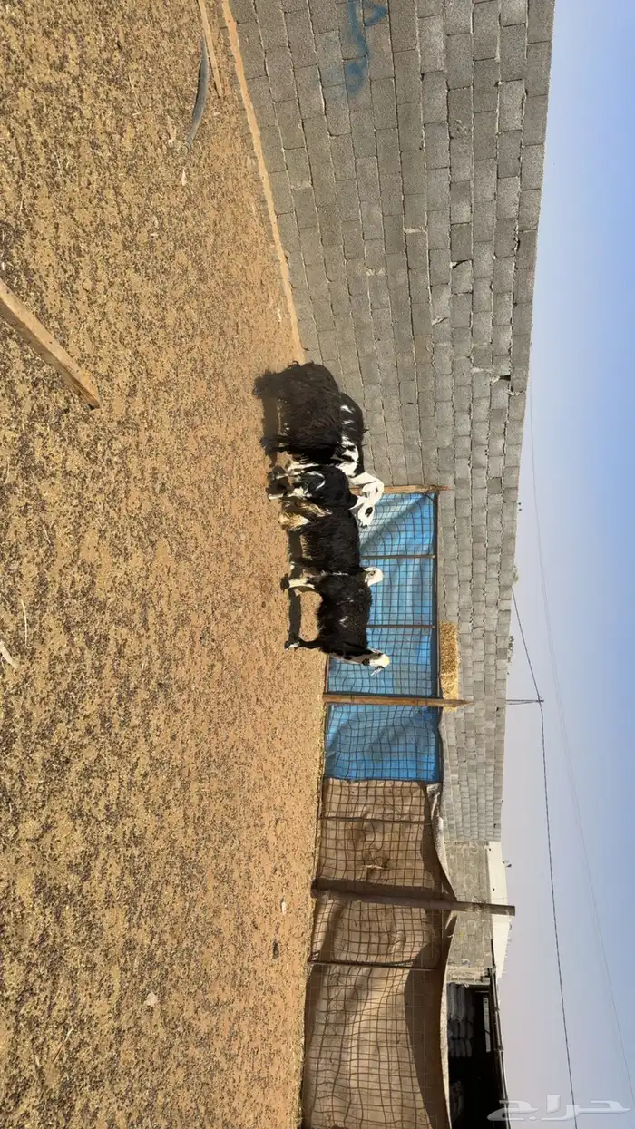 غنم دفيع فحص سونار 1