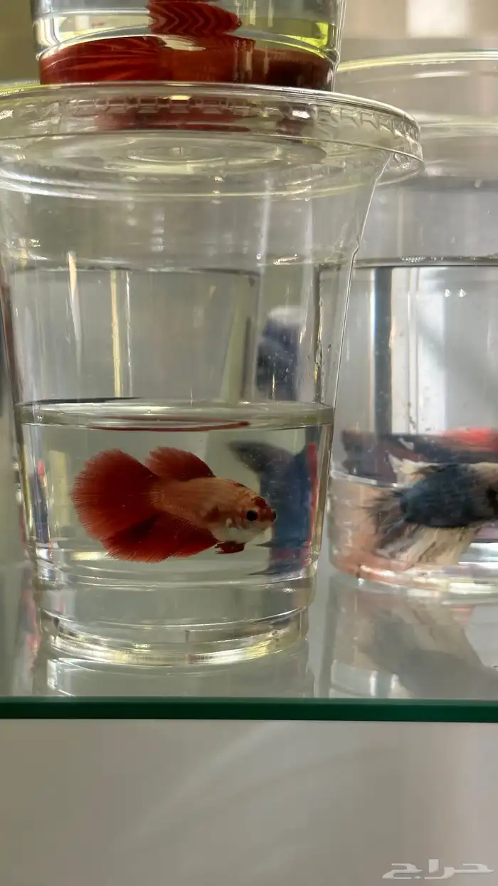 سمك فايتر ذكور و اناثي 6