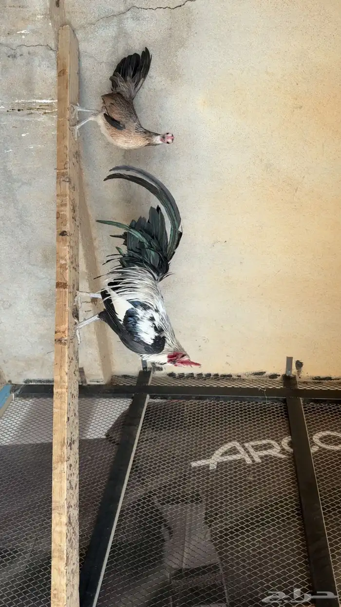 دجاج فينكس 4