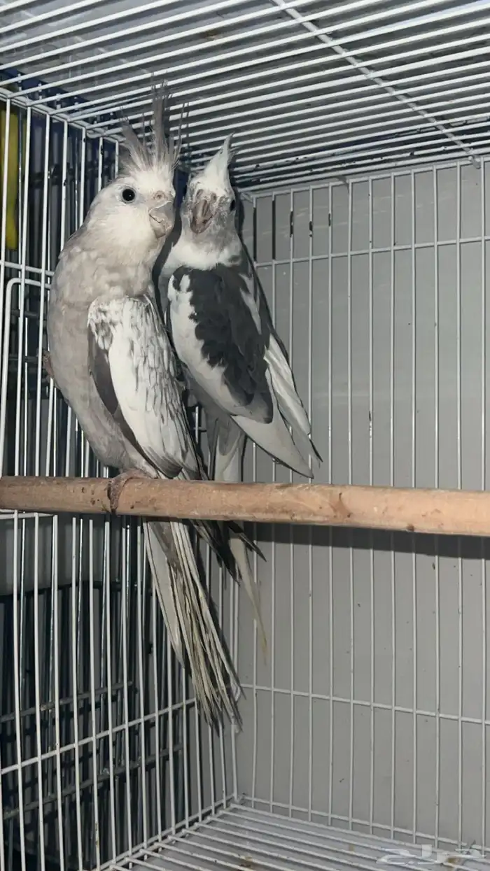 ازواج كروان 2