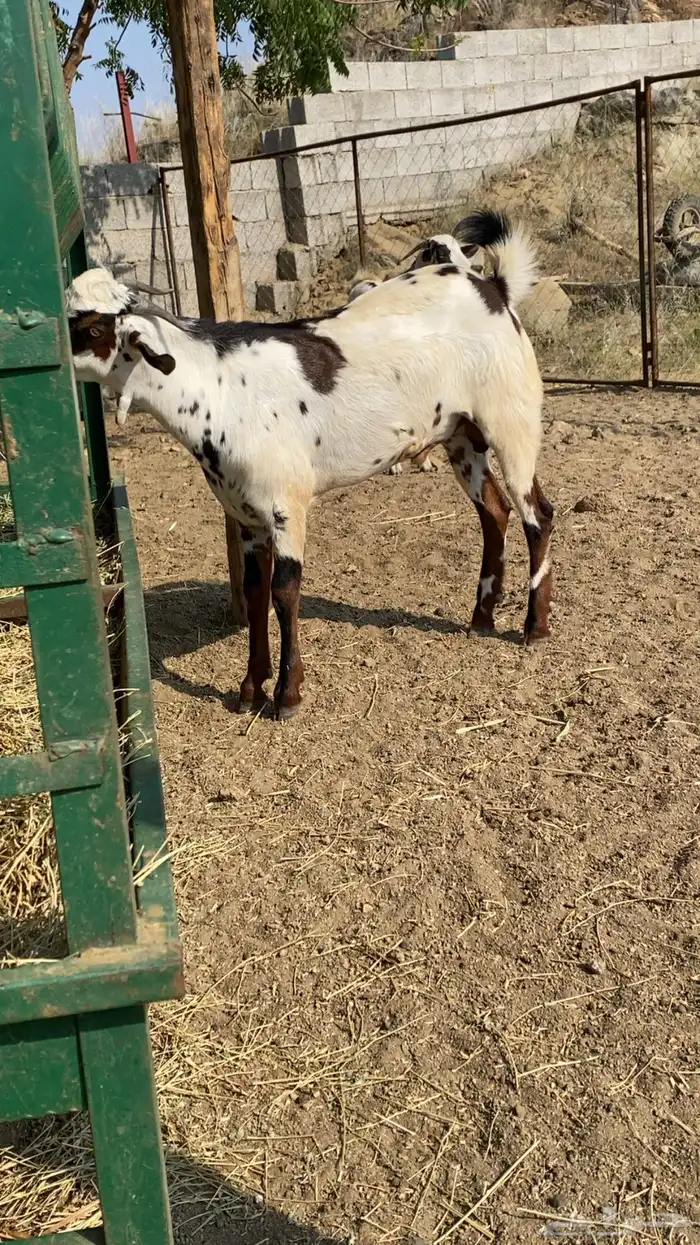 ذبايح. للبيع موقع المجارده خلف الرايه. متوفر تابي وتمارا. 4