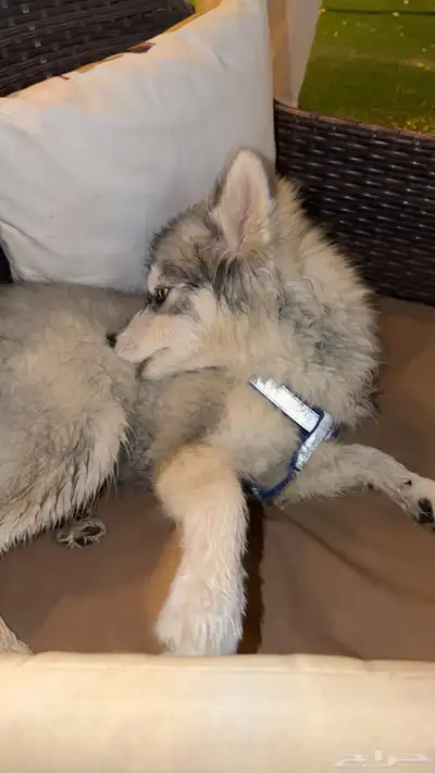 كلب هاسكي index