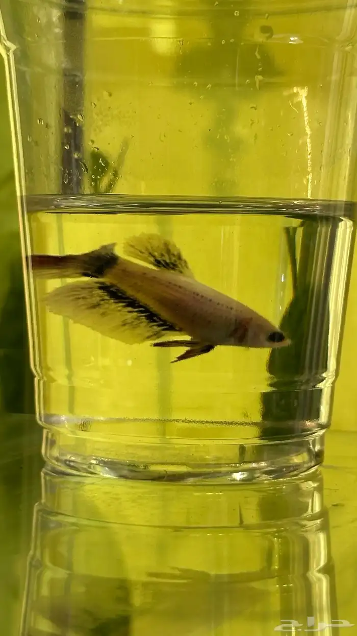 سمك فايتر ذكور و اناثي 9