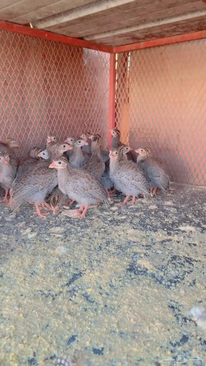 حجل انتاج تحضين 0