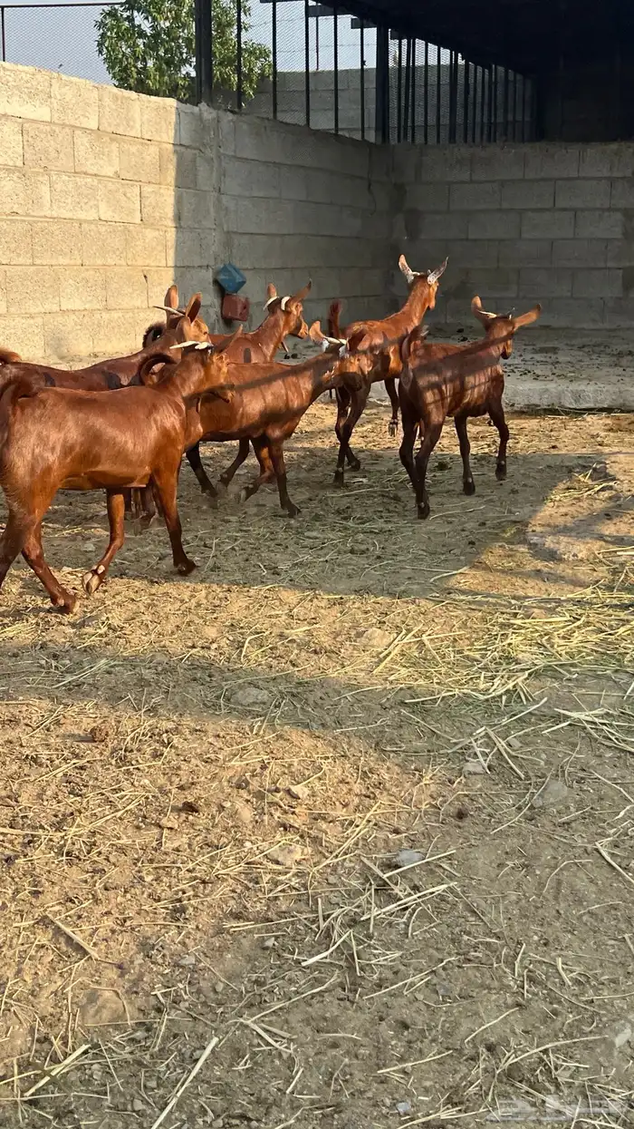 جفار دهم عدد 7 ( تم البيع ) 1