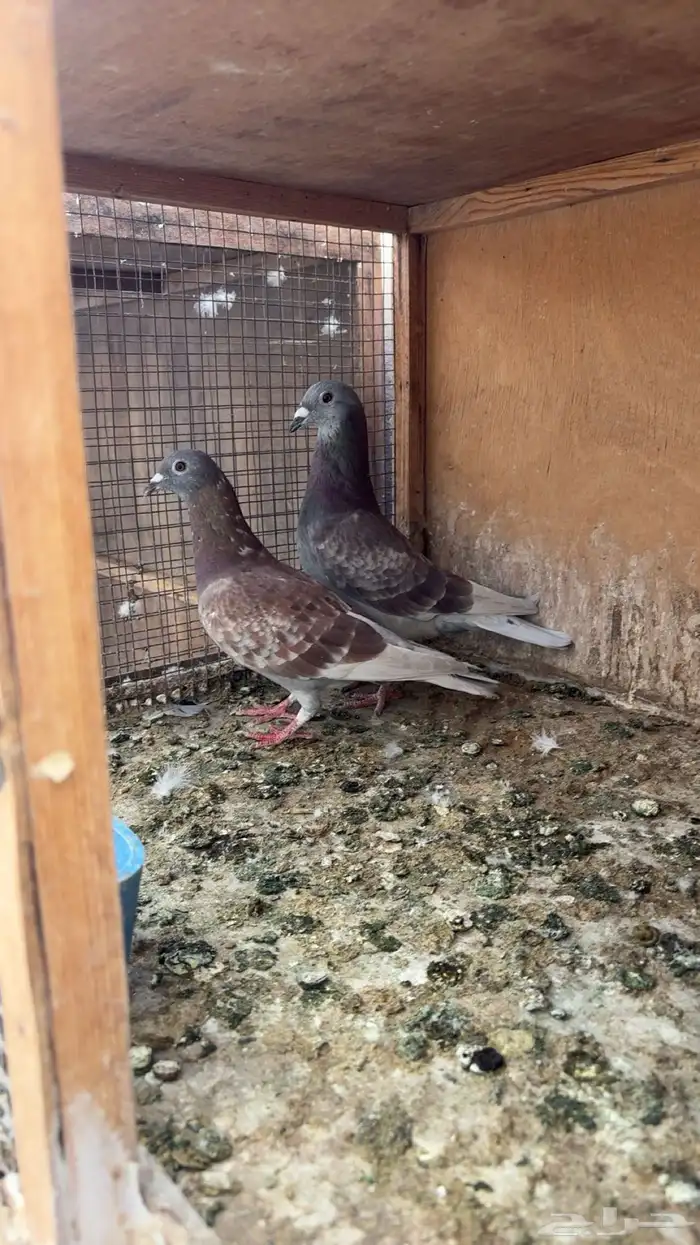 للبيع جوز زواجل وحمام شماعي تيدي 0