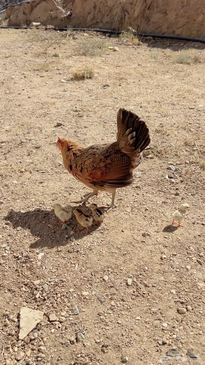 دجاجه عربيه اصيل مفرخه 0