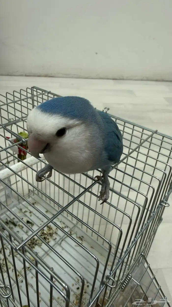 طير روز اليف 2