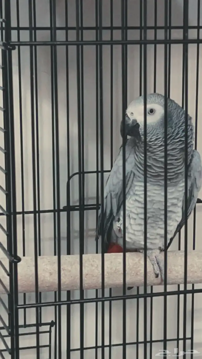 بغبغاء كاسكو للبيع 0