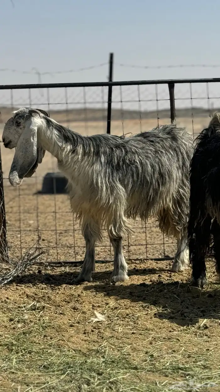 معزا طيبه مع فحلها العدد 3 . 0