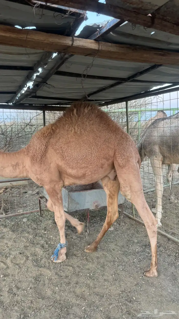 قعود كفو للبيع 1