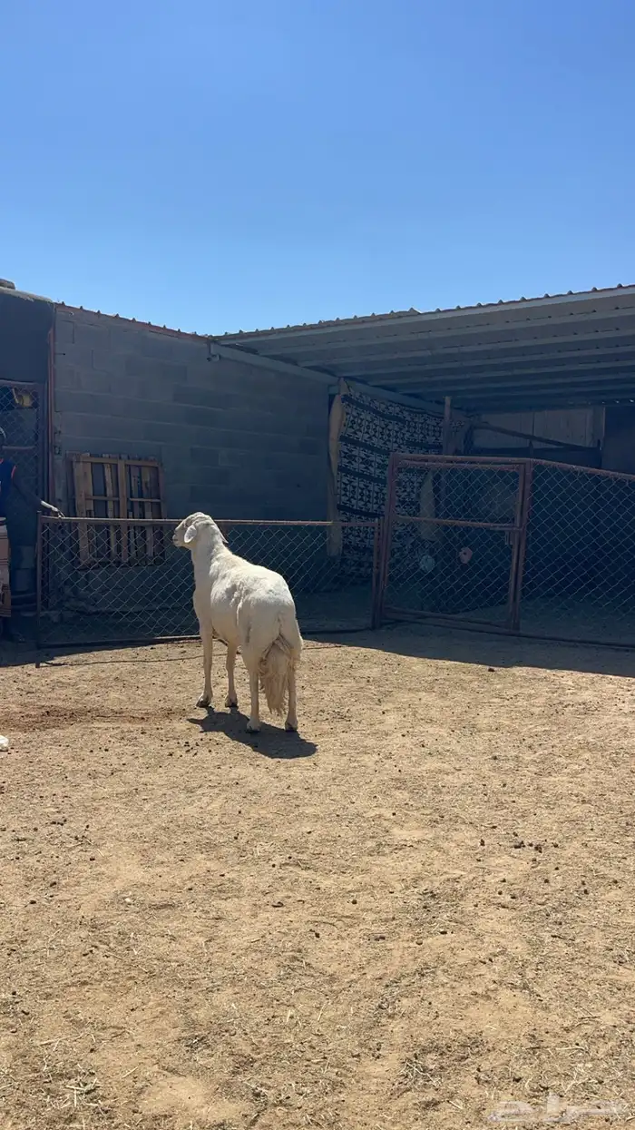 فحل غنم للبيع 5