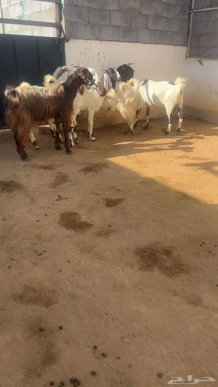 معزا فواخر جروم ودفيع 3