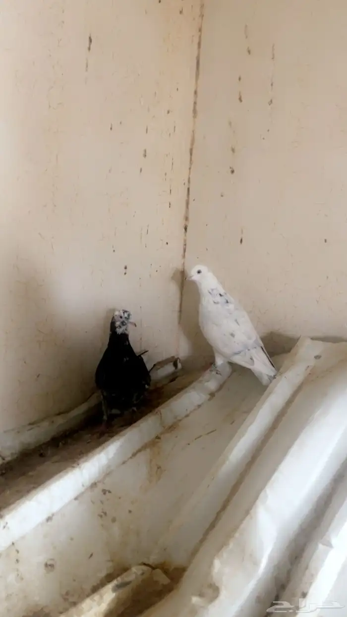 حمام قطايف 3