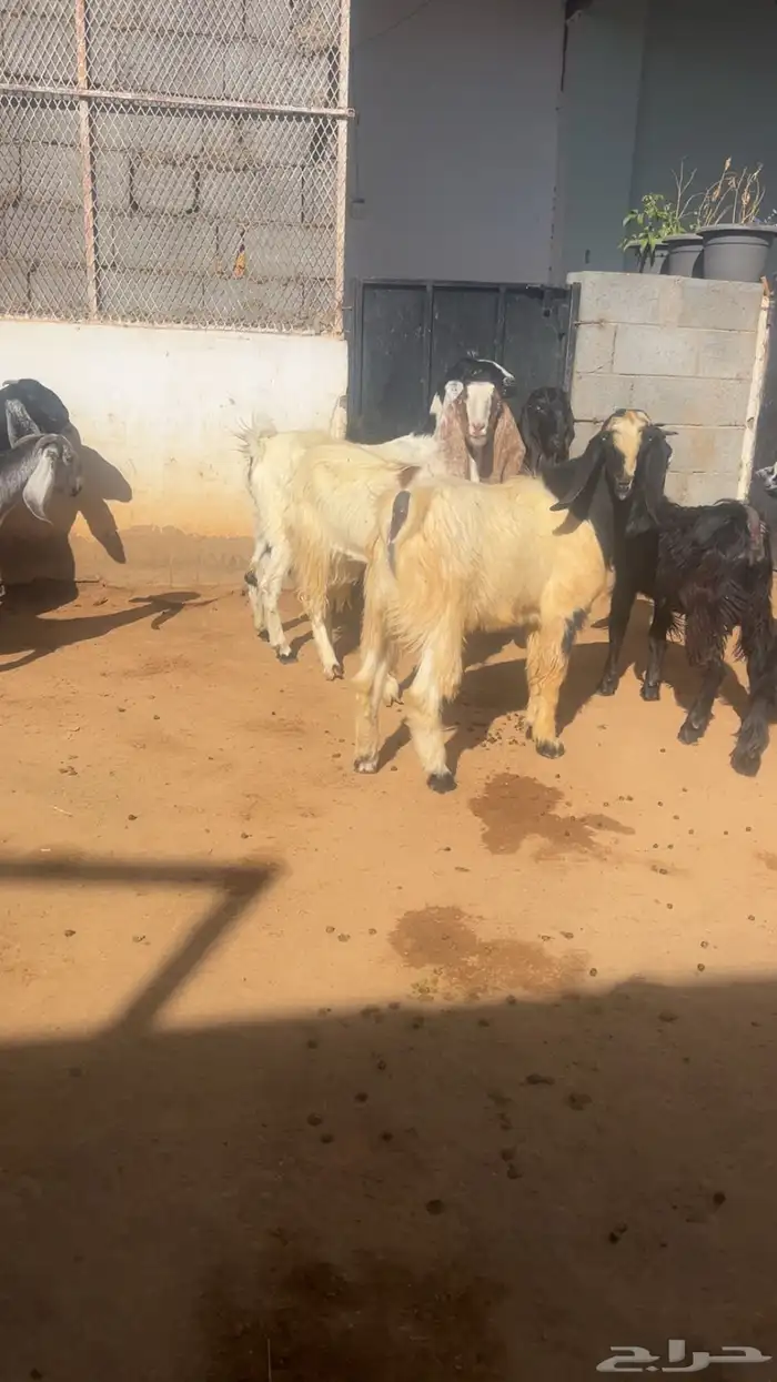 ( تم البيع ) جذعات وثنايا معزا فواخر 8