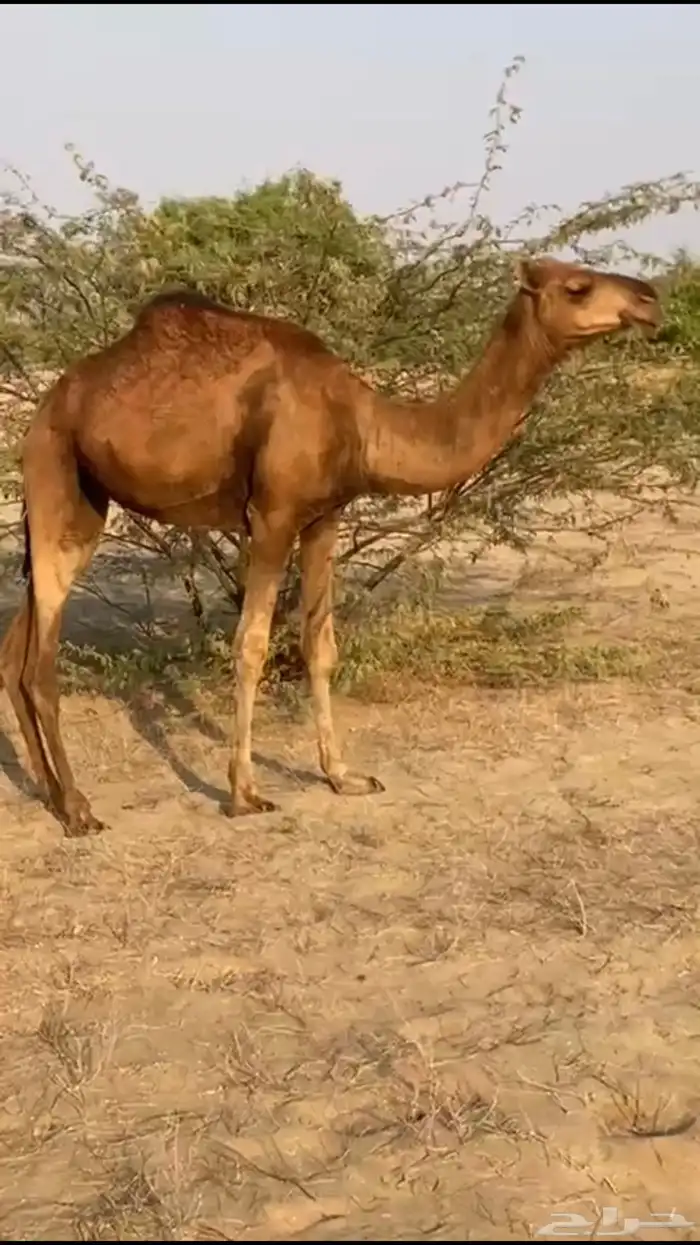 بكره حمراء 0