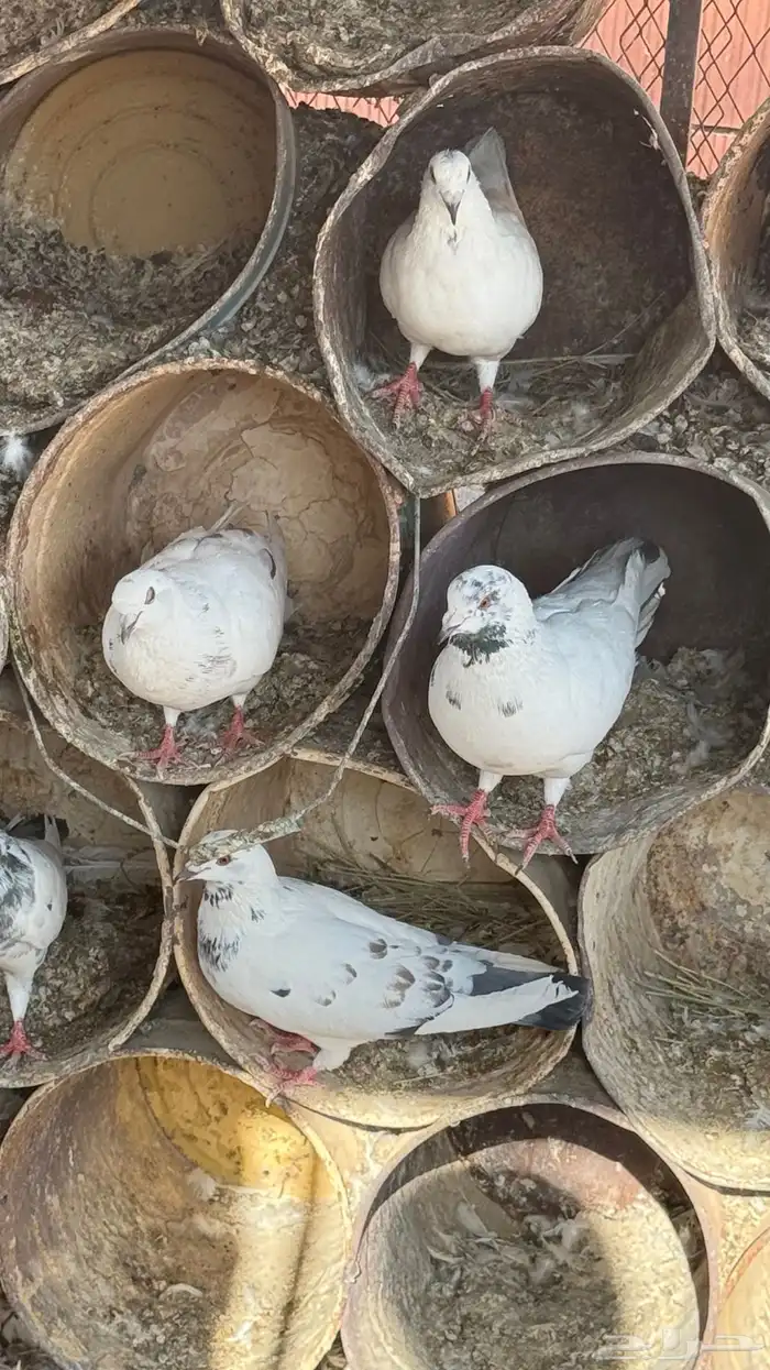 أجواز حمام مصري شرط كله أجواز 0