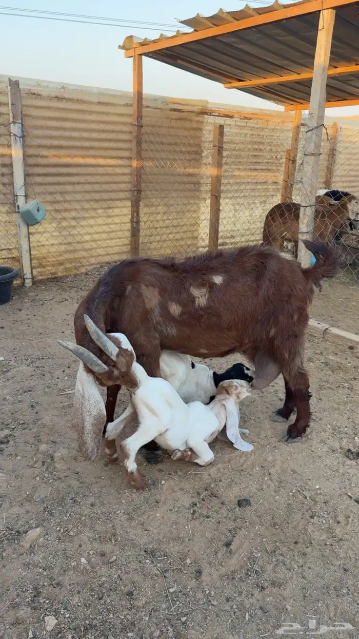 عنز مشروكه متبع 5