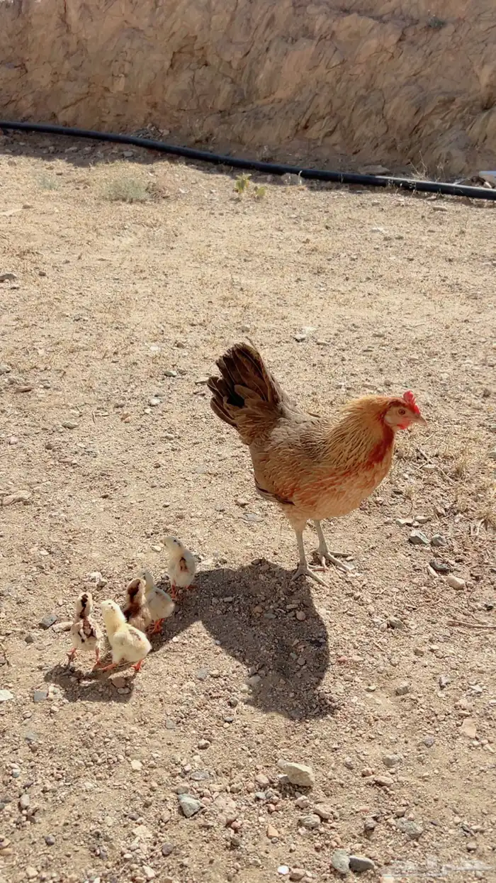 دجاجه عربيه اصيل مفرخه 1