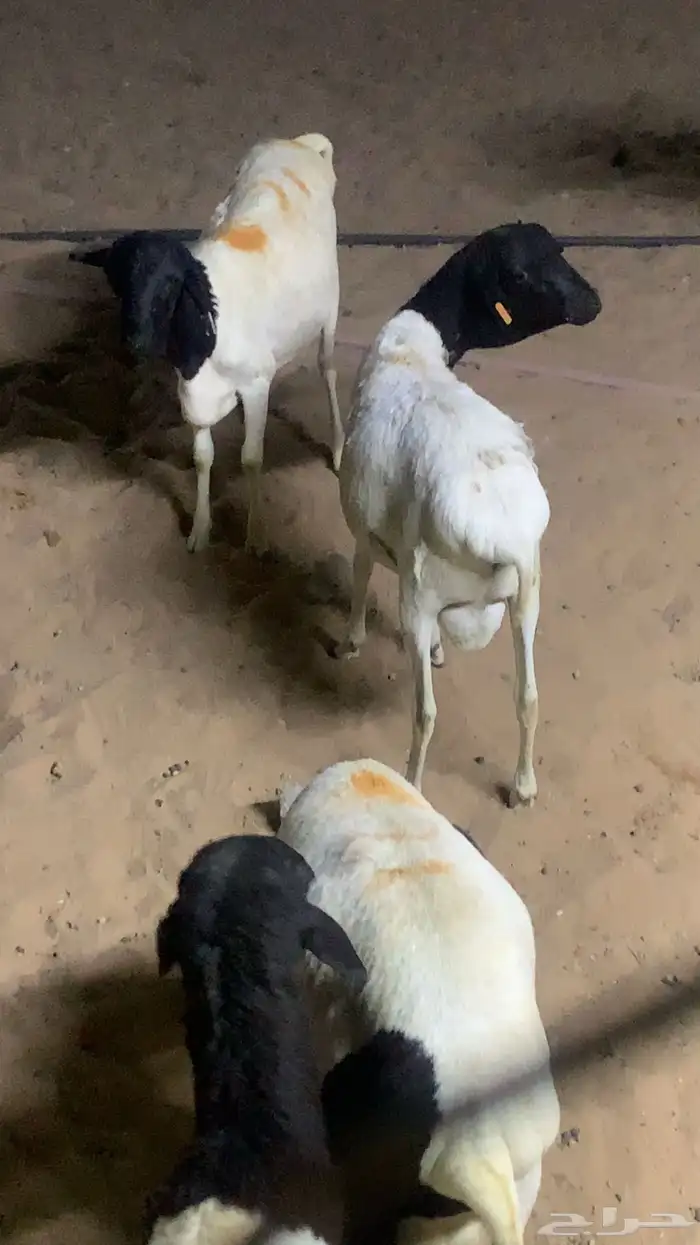 للبيع تيوس وبرابر وسواكن مرابي شرط 3